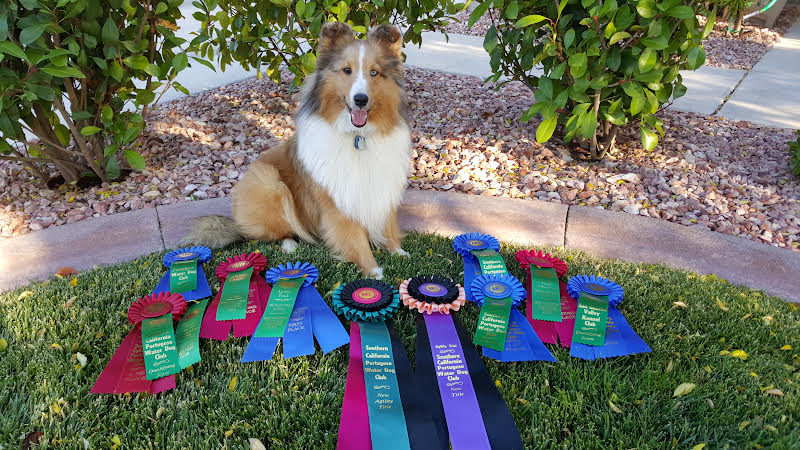 Dog with a lot of awards
