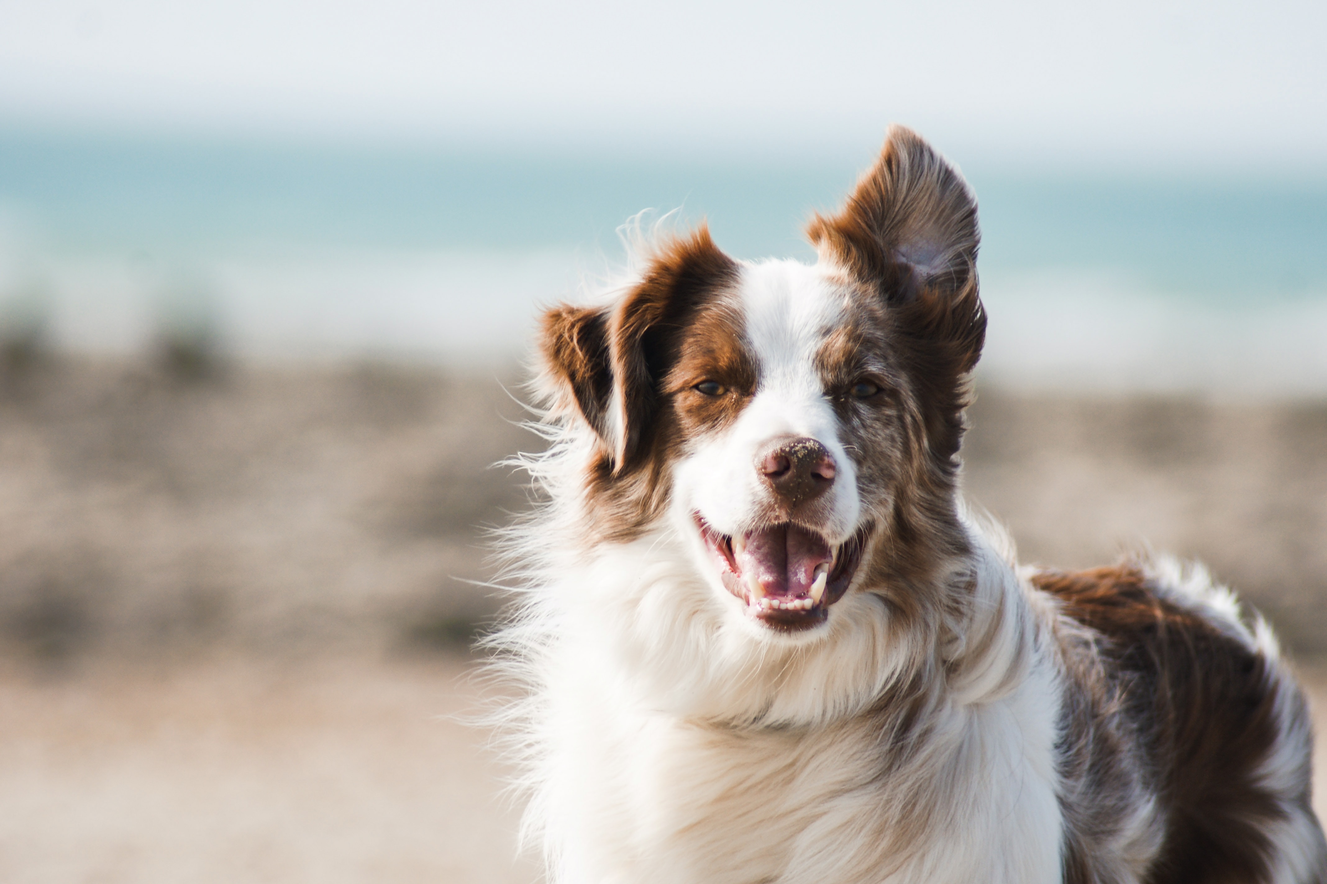 Photo by Pauline Loroy on Unsplash at https://unsplash.com/photos/white-and-brown-long-coat-large-dog-U3aF7hgUSrk?utm_content=creditCopyText&utm_medium=referral&utm_source=unsplash