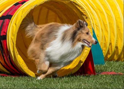 Dog named Mango
