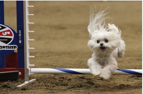 Dog named Stanley at NAC 2015 Challengers