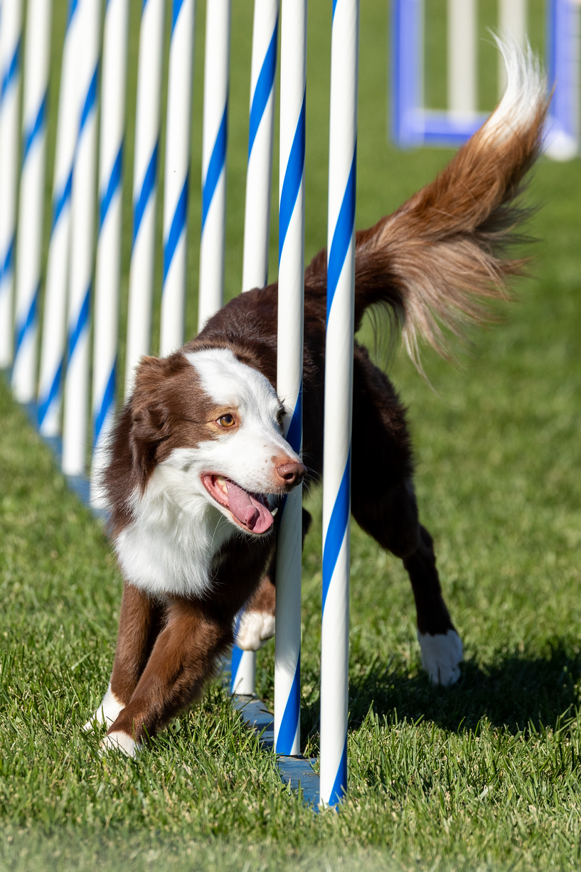 Dog jumping over a pole