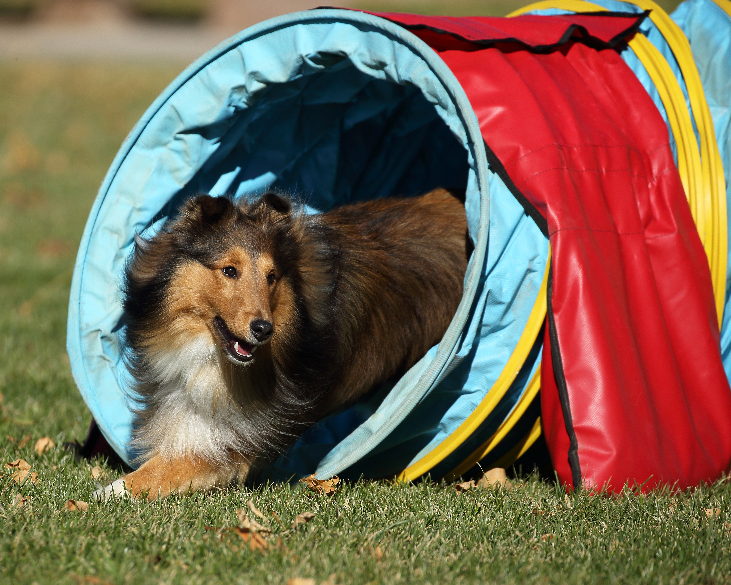 Dog named Kirby running through tube in dog course