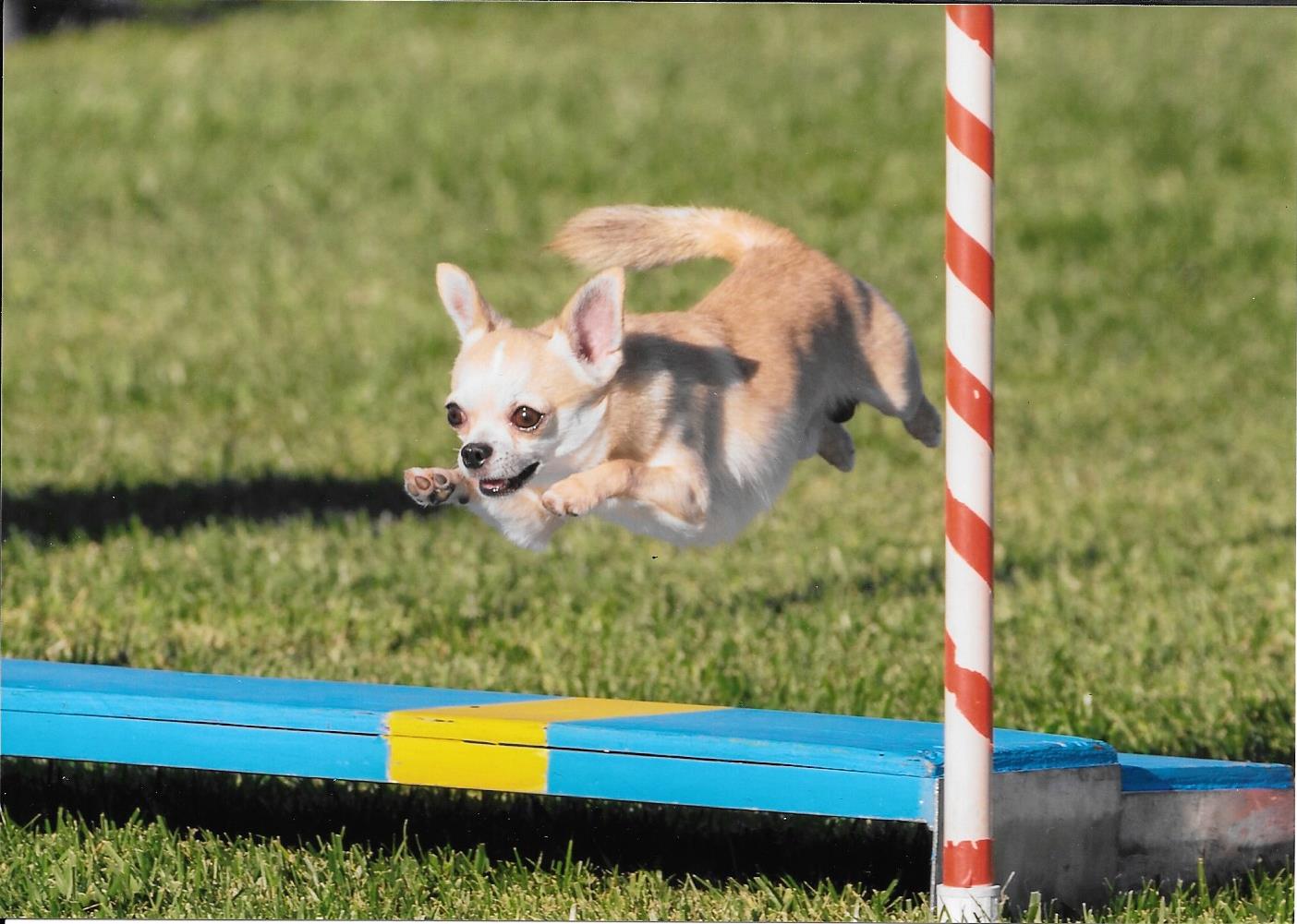 Dog named Stewie jumping over pole in dog course