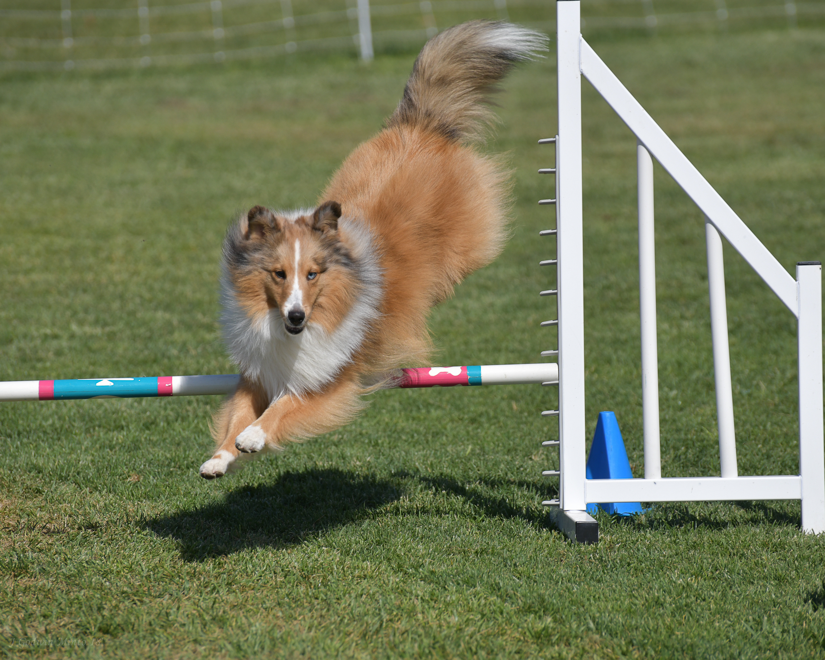 Dog named Mango humping over pole in dog course