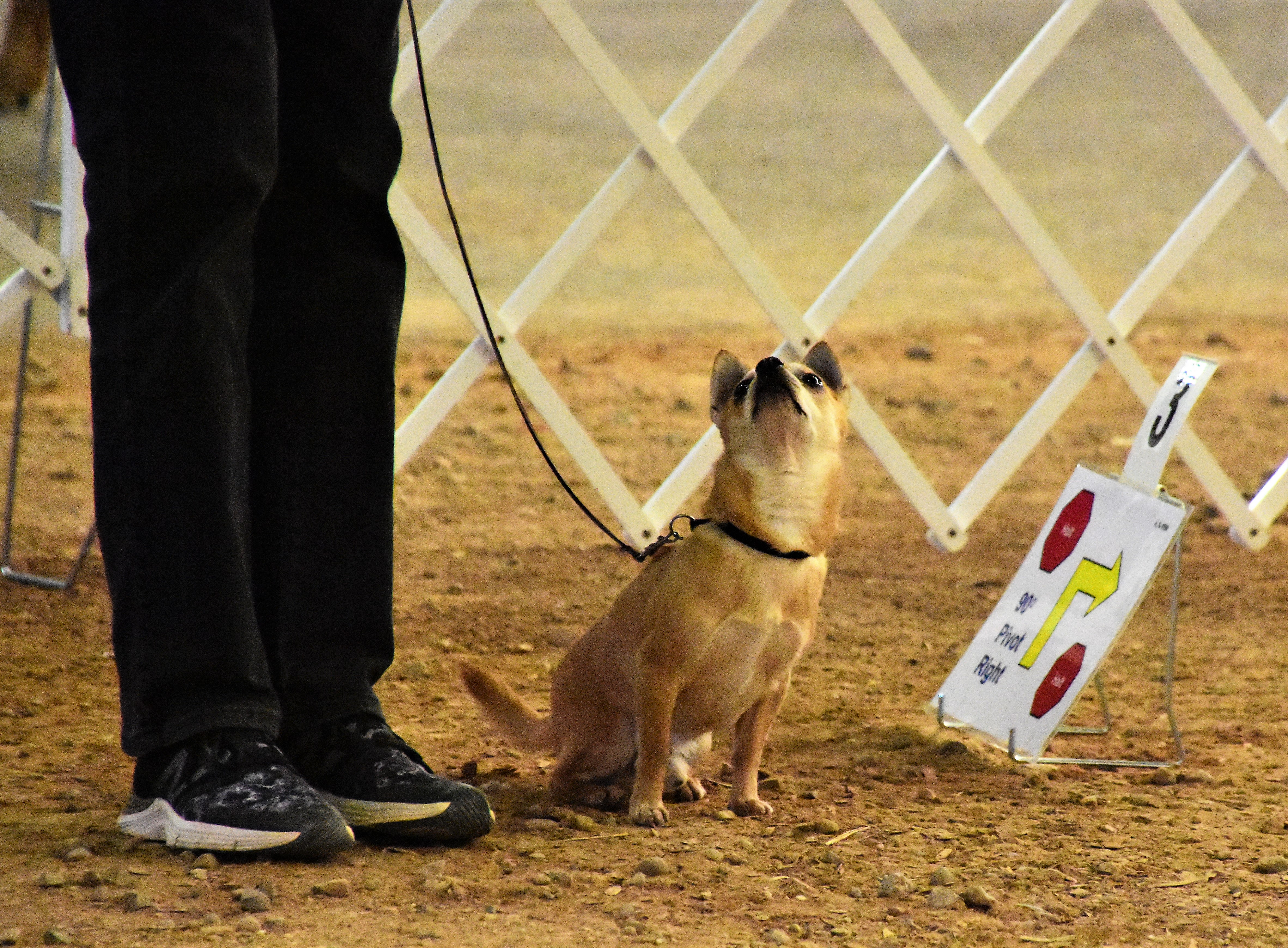 Dog named Terry looking up at his owner
